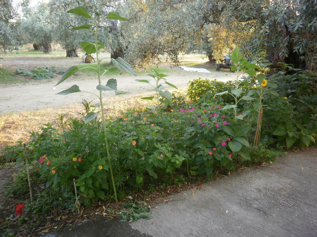 Villa Thomi Skala Rachoni  외부 사진